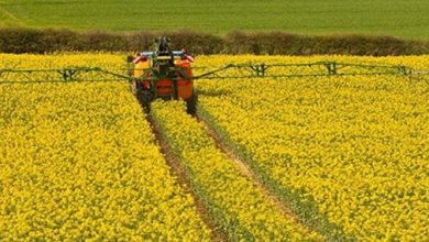 خوداتکایی دانههای روغنی زیر ۱۰ درصد/ مشکل قیمتگذاری رفع شد / دانههای روغنی , خوداتکایی , وزارت جهاد کشاورزی , افزایش سطح زیر کشت , قیمتگذاری