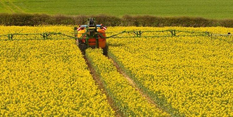 خوداتکایی دانههای روغنی زیر ۱۰ درصد/ مشکل قیمتگذاری رفع شد / دانههای روغنی , خوداتکایی , وزارت جهاد کشاورزی , افزایش سطح زیر کشت , قیمتگذاری