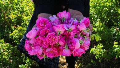 گل محمدی فارس در بازار اروپا/ اشتغالزایی با صادرات گل محمدی / اخبار فارس - اخبار استانها
