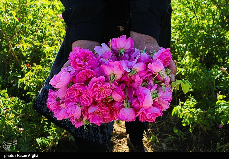 گل محمدی فارس در بازار اروپا/ اشتغالزایی با صادرات گل محمدی / اخبار فارس - اخبار استانها