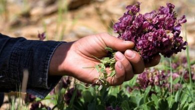 گنجینهای در دل طبیعت کردستان؛ گیاهان دارویی ظرفیتی مغفول / اخبار کردستان - اخبار استانها