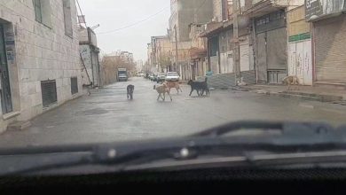 صورت مسئله با ویدئو پاک نمیشود؛ پرونده سگهای ولگرد و مسئولیت شهرداری / اخبار کردستان - اخبار استانها