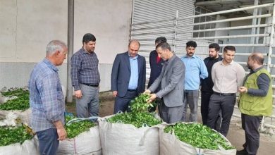 کارخانههای چایسازی لنگرود 86 درصد سهم خود را پرداخت کردند / اخبار گیلان - اخبار استانها