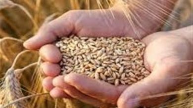 خرید 25 هزار تن گندم از کشاورزان زنجانی/ مطالبات بهزودی پرداخت میشود / اخبار زنجان - اخبار استانها