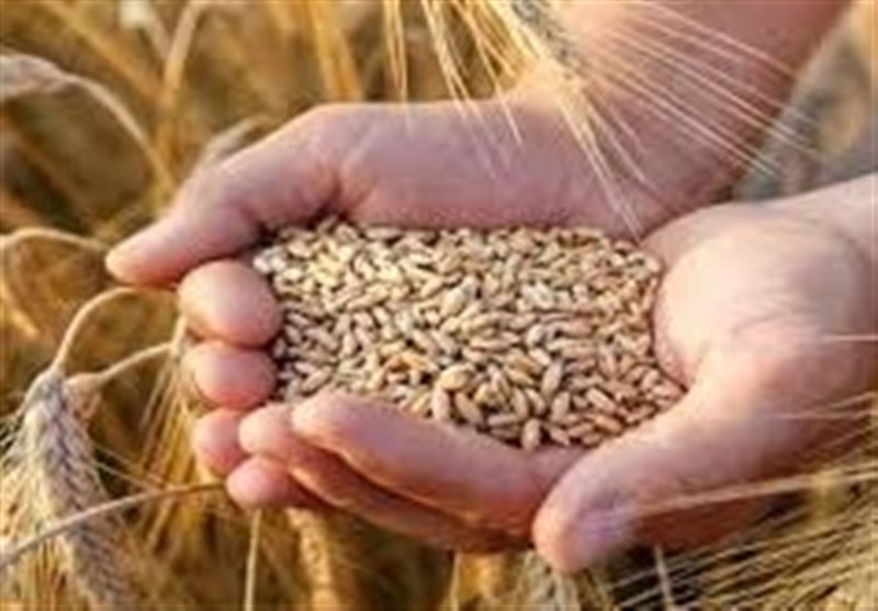 خرید 25 هزار تن گندم از کشاورزان زنجانی/ مطالبات بهزودی پرداخت میشود / اخبار زنجان - اخبار استانها