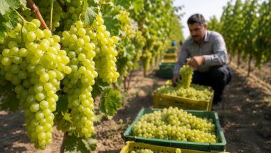 انگور خلیلآباد؛ کیفیت ممتاز در سایه برندهای رقیب / انگور , خلیلآباد , خراسان رضوی , کشاورزی , برندینگ