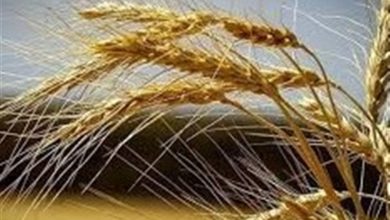 خریداری 600 تن بذر گندم استاندارد برای کشاورزان استان سمنان / اخبار سمنان - اخبار استانها