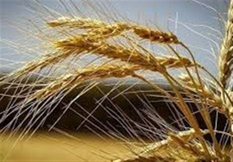 خریداری 600 تن بذر گندم استاندارد برای کشاورزان استان سمنان / اخبار سمنان - اخبار استانها