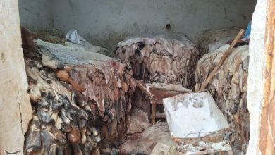 گوشتهای فاسد بندرعباس با مجوز قانونی معدوم شد / اخبار هرمزگان - اخبار استانها