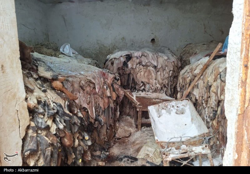 گوشتهای فاسد بندرعباس با مجوز قانونی معدوم شد / اخبار هرمزگان - اخبار استانها