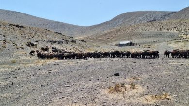اخطار خروج به عشایری که غیرقانونی در مراتع ملایر استقرار یافتند / اخبار همدان - اخبار استانها