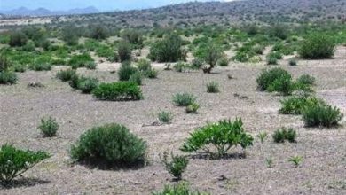 اختصاص 78 میلیاردریال برای توسعه ترسیب کربن در گلستان / اخبار گلستان - اخبار استانها