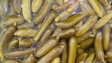 وقتی خیار به ارزآوری میرسد/ روایت ارزشآفرینی خیار شیروان / اخبار خراسان شمالی - اخبار استانها