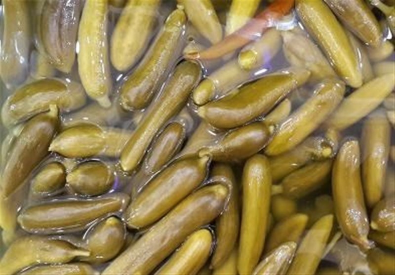 وقتی خیار به ارزآوری میرسد/ روایت ارزشآفرینی خیار شیروان / اخبار خراسان شمالی - اخبار استانها