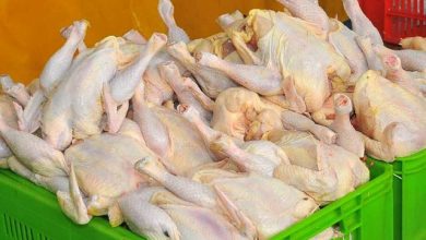 تولید گوشت طیور ۲۴ درصد کاهش یافت / تولید گوشت مرغ , طیور , کاهش تولید , خرداد ۱۴۰۵ , ایسنا