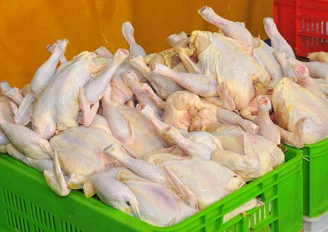 تولید گوشت طیور ۲۴ درصد کاهش یافت / تولید گوشت مرغ , طیور , کاهش تولید , خرداد ۱۴۰۵ , ایسنا