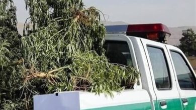 کشف 70 کیلوگرم ماریجوانا در گتوند؛ 2 متهم بازداشت شدند / اخبار خوزستان - اخبار استانها