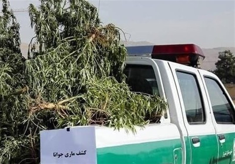 کشف 70 کیلوگرم ماریجوانا در گتوند؛ 2 متهم بازداشت شدند / اخبار خوزستان - اخبار استانها