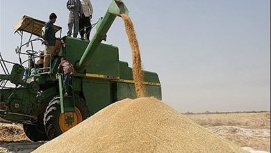 هشدار جهاد کشاورزی درباره خروج گندم / اخبار لرستان - اخبار استانها