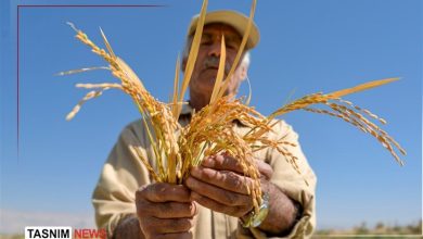 وقتی برنج خارجی نفس شالیزارهای شمال را میگیرد/ دولت به داد برسد / اخبار مازندران - اخبار استانها