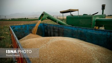 زنجان: اولویت تقویت ذخایر راهبردی گندم و تأمین امنیت غذایی مردم / زنجان , گندم , ذخایر راهبردی , امنیت غذایی , استانداری