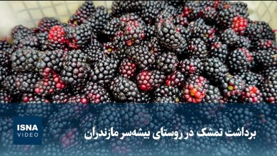 آغاز برداشت تمشک در روستای بیشهسر مازندران؛ محصولی با کاشت آسان و بازده اقتصادی / تمشک , برداشت تمشک , روستای بیشهسر , مازندران , کشاورزی