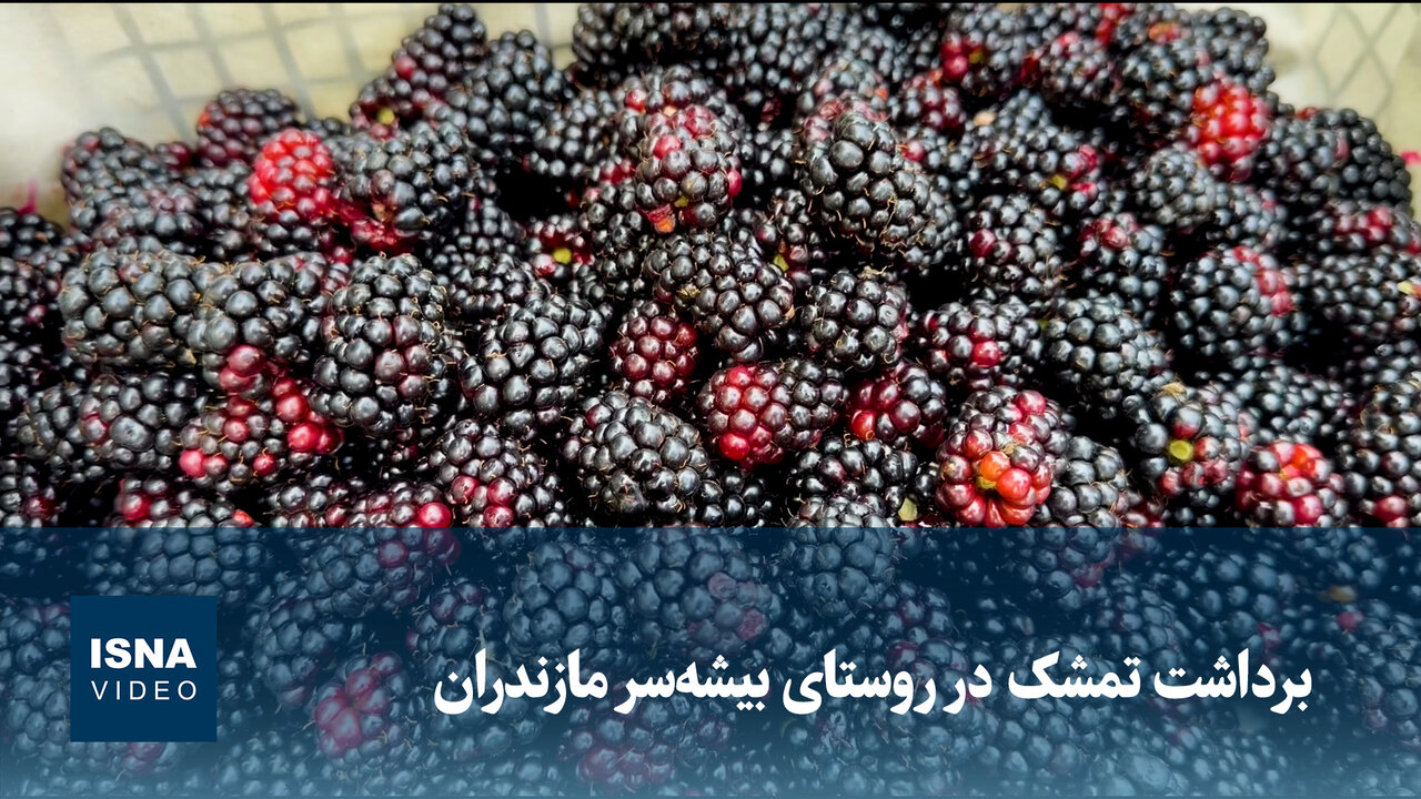 آغاز برداشت تمشک در روستای بیشهسر مازندران؛ محصولی با کاشت آسان و بازده اقتصادی / تمشک , برداشت تمشک , روستای بیشهسر , مازندران , کشاورزی