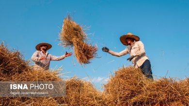 تکذیب لغو ممنوعیت واردات برنج؛ ترخیص محمولههای موجود در بنادر فقط است / واردات برنج , وزارت جهاد کشاورزی , فصل برداشت , مازندران , ترخیص کالا