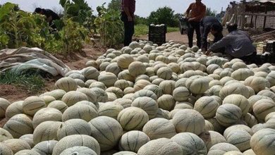 زحمات یکساله طالبیکاران نوشآباد بر باد رفت/قطع برق چاه آب عامل نابودی محصول+فیلم / اخبار کاشان - اخبار استانها