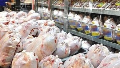 بازرسی سرزده از واحد بستهبندی مرغ در شبستر/ توقیف 9 تن مرغ فاسد / اخبار آذربایجان شرقی - اخبار استانها