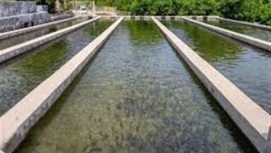 توسعه آبزیپروری در سیستان وبلوچستان؛ از تولید بچهماهی تا احیای هامون / اخبار سیستان و بلوچستان - اخبار استانها
