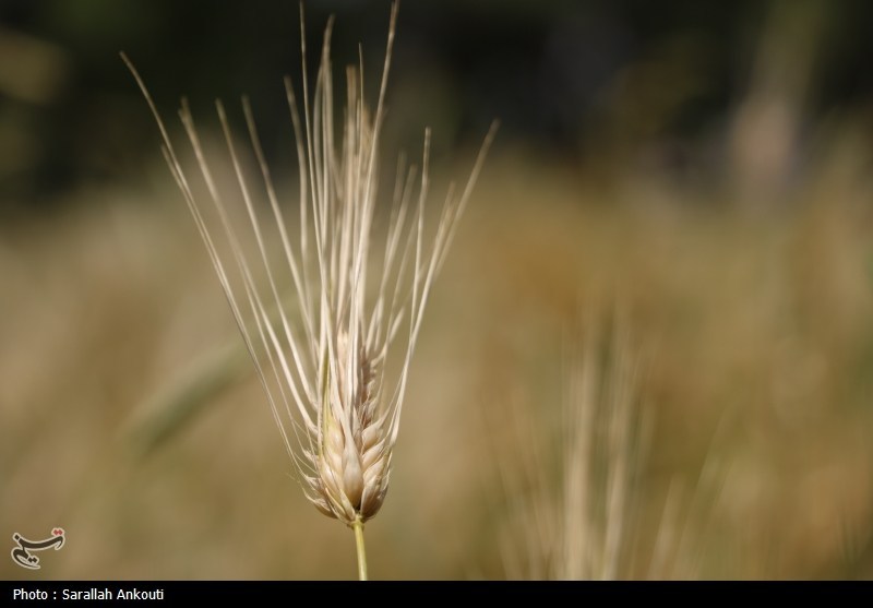 از مزرعه تا سفره؛ نبرد خاموش کردستان برای حفظ طلای سبز / اخبار کردستان - اخبار استانها