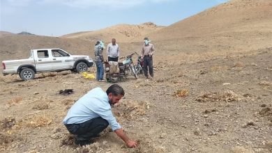 شناسایی متخلف برداشت غیرمجاز کتیرا در اراضی ملی نهاوند / اخبار همدان - اخبار استانها