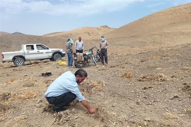 شناسایی متخلف برداشت غیرمجاز کتیرا در اراضی ملی نهاوند / اخبار همدان - اخبار استانها