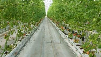 تولید گلخانهای قم با رشد 30 درصدی از 17 هزار تن گذشت / اخبار قم - اخبار استانها