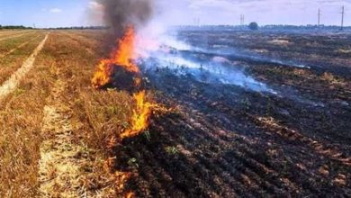 پایان مماشات با آتشهای کشاورزی؛ کاه و کلشسوزی به دادگاه میرود! / اخبار مازندران - اخبار استانها