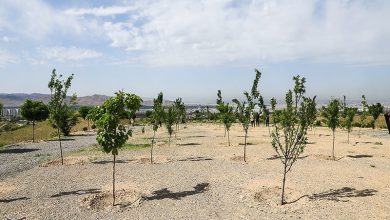 آغاز جنگلکاری 40 هکتاری در سنقر و کلیایی / اخبار کرمانشاه - اخبار استانها