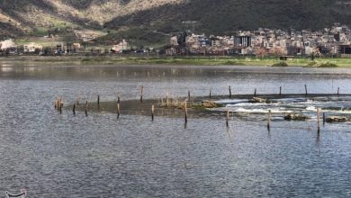 لکلک سیاه مهمان نادر تالاب زریبار مریوان شد+تصویر / اخبار کردستان - اخبار استانها