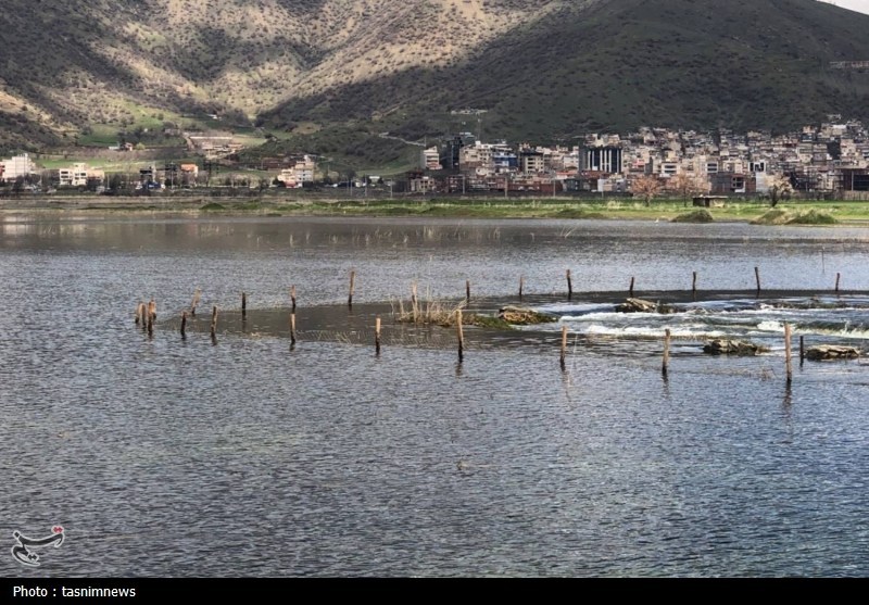 لکلک سیاه مهمان نادر تالاب زریبار مریوان شد+تصویر / اخبار کردستان - اخبار استانها