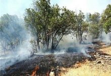شعلهور شدن دوباره آتش در ارتفاعات سعدی شیراز/ بمو همچنان میسوزد / اخبار فارس - اخبار استانها