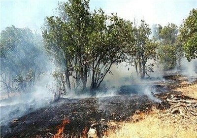 شعلهور شدن دوباره آتش در ارتفاعات سعدی شیراز/ بمو همچنان میسوزد / اخبار فارس - اخبار استانها