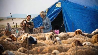 توزیع 13هزار و 700 تن نهاده دامی بین عشایر خراسان رضوی در سال جاری / اخبار خراسان رضوی - اخبار استانها