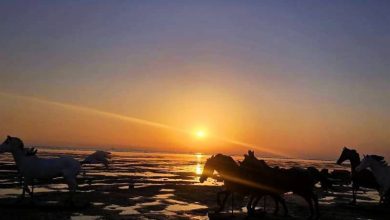 دمای هوا در استان بوشهر به مرز 52 درجه رسید / اخبار بوشهر - اخبار استانها