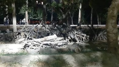 درختان باغ فاتح کرج چرا قطع شدند؟ / اخبار البرز - اخبار استانها