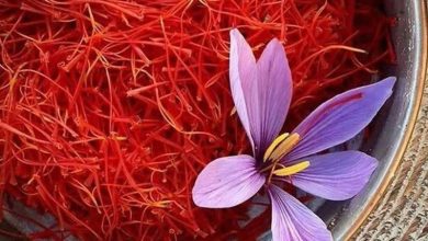 پلتفرمهای اجتماعی حیات خلوت سوداگران زعفران / اخبار خراسان رضوی - اخبار استانها