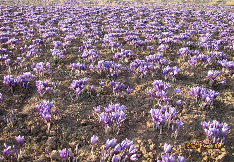فامنین به قطب جدید کشت زعفران همدان تبدیل میشود / اخبار همدان - اخبار استانها