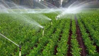 سرمایهگذاری 280 میلیارد تومانی در حوزه کشاورزی مشگینشهر / اخبار اردبیل - اخبار استانها