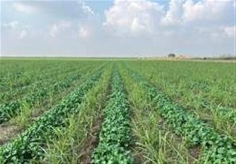 طرح تولید بذر هیبرید سیبزمینی در اردبیل افتتاح شد / اخبار اردبیل - اخبار استانها