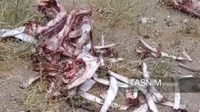 کشتار مخفی اسب در زنجان/ لاشهها در چاه دفن شده بودند / اخبار زنجان - اخبار استانها