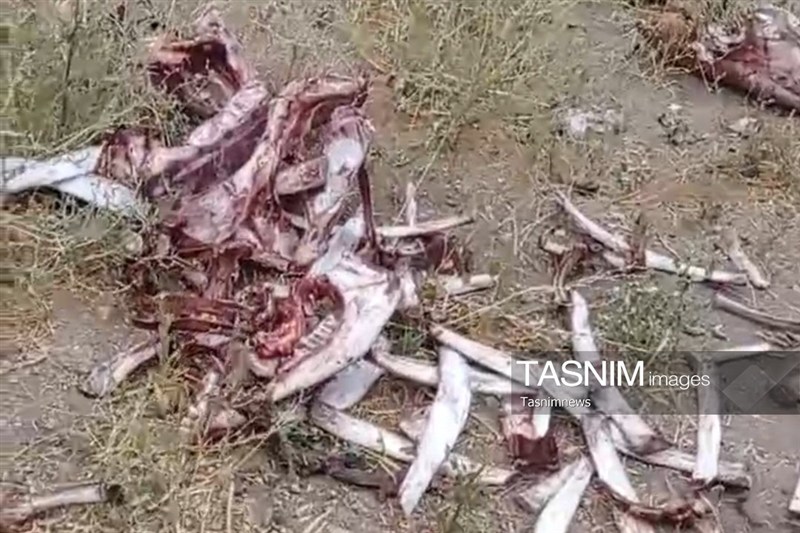 کشتار مخفی اسب در زنجان/ لاشهها در چاه دفن شده بودند / اخبار زنجان - اخبار استانها